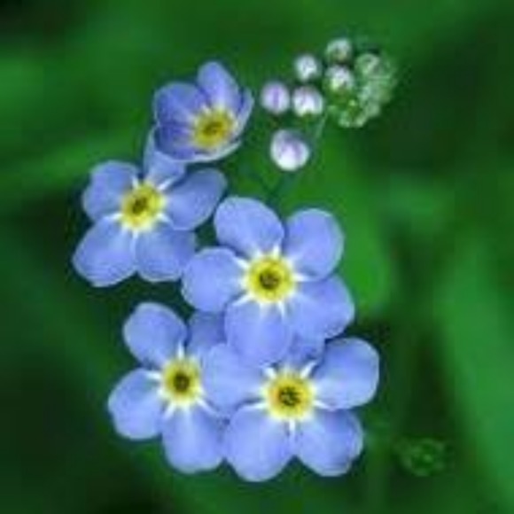 907wildflower